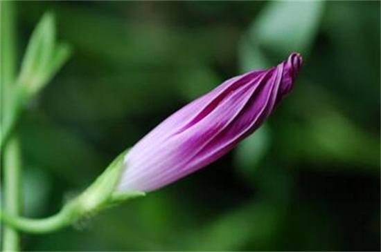 牵牛花开放的过程，从闭合花苞变为喇叭状花朵