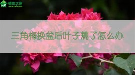 三角梅换盆后叶子蔫了怎么办