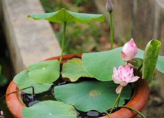 碗莲为什么会烂，碗莲发芽后怎么养(勤换水/补充光照)