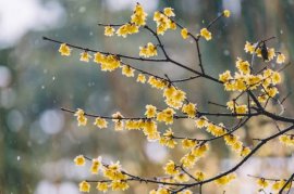 梅花与桃花的区别，梅花是先花后叶/桃花是花叶