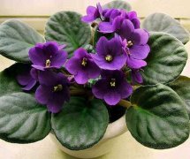 紫罗兰适合在室内养吗，紫罗兰的室内养殖方法