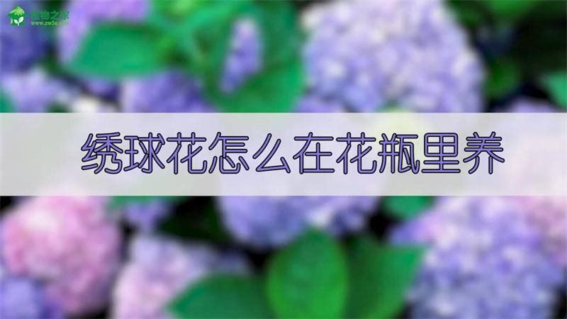 绣球花怎么在花瓶里养