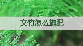 文竹怎么施肥