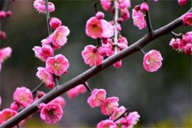 红梅花怎么浇水，夏季每隔5天浇一次水/避免淋雨