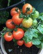 在阳台种植小西红柿，冬天也能吃到叽里咕噜的